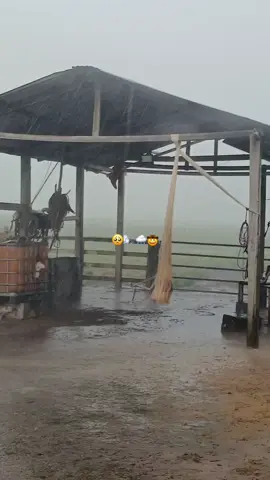 Dios Me los acompañe siempre mi Gente Criolla 🤠 🙌🏻  estas lluvias cuando caen por mi ventana 🌬🌧 #paratiiiiiiiiiiiiiiiiiiiiiiiiiiiiiiii  #Viral  #loveporelcampo❤️  #mujerllanera🤠  #fundoeltrompillo🐄✨  #lechemielapurevenezuela  #DiosDeCabrestero🙌🏻  @Jorge F. Guerrero S. 