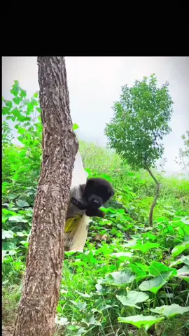 khi em ấy uống sữa.#lovelydogs🐕🐕 #cutedogs #fyp #dogtiktok #xuhuongtiktok 