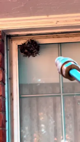 “Out on what started as a routine pest control service, I stumbled upon a monster—a massive paper wasp nest clinging to the side of someone’s home. When these nests get this big, they’re not just a nuisance, they’re a threat. Paper wasps might not always be aggressive, but trust me, when there are this many living this close to your house, it’s best not to take any chances. The first step? We spray. And let me tell you, it’s not just a quick spritz; we give them a thorough treatment, letting the product work its magic. Then comes the most crucial part—the takedown. You have to be precise, making sure not a single paper wasp gets a chance to sting anyone. When their home is threatened, they get defensive, and that’s when things can get intense. You never want to find out the hard way if you’re allergic to a paper wasp sting. So, we make sure that nest is completely out of the picture. The last thing anyone needs is an unwanted encounter with a swarm of angry wasps.”#blazepestcontrol #wasp #scary #exciting #protection #homesweethome #safety 