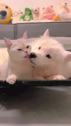 Cat and dog friendship🐶😻#dog #funnydog #foryou #funnytiktok #funnyvideos #fyp #funny #cat #funnycat 