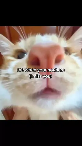 @Kuurix Hi i miss you and i love you please teleport to me 😞 #car #Cat #fyp #foru 