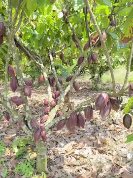 Panen raya ni bulan 10 11, lumayan lebat buah coklat/kakaonya☺️😁🍃#pejuangrupiah#pekebunsukses#kebuncoklat#fypシ゚#viraltiktok#usahatani🙏🙏🙏  