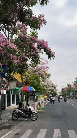 Bojonegoro lagi cantik-cantik nya 🌸 #bojonegoro #tabebuya #bungabojonegoro #bungatabebuya #jepang #sakura