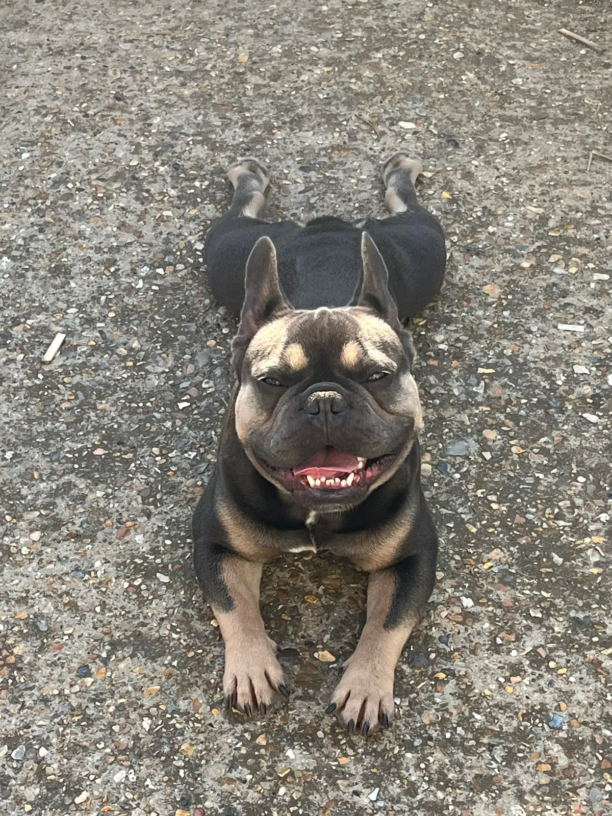 #frenchie 