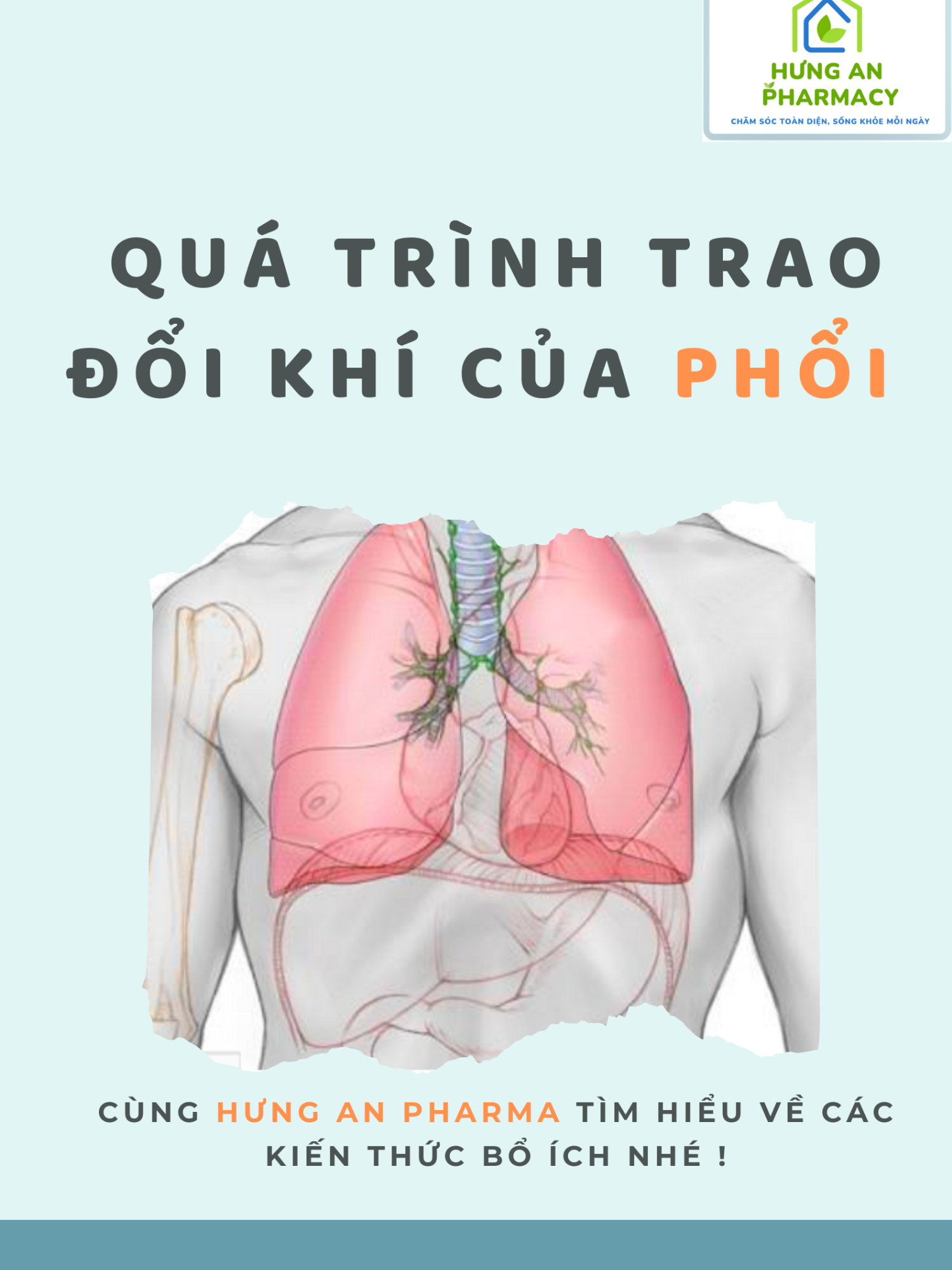 Part 19: Qúa trình trao đổi khí của Phổi  Cre: Ted - Ed #suckhoe #Phổi #duocsi #xuhuongtiktok2024