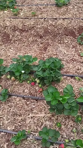 esse ano plantamos um pouco de morango no chão na estufa.
