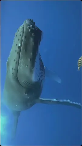 Ikan paus merupakan hewan laut terbesar di dunia yang termasuk dalam kelompok mamalia. Meskipun sering dianggap sebagai ikan, paus sebenarnya bukan ikan karena mereka bernapas menggunakan paru-paru dan memiliki beberapa ciri khas mamalia, seperti darah panas dan menyusui anaknya. Klasifikasi Ikan paus termasuk dalam ordo Cetacea, yang terdiri dari dua subordo utama: Mysticeti (paus balin), paus yang memiliki lembaran balin untuk menyaring plankton dan krill sebagai makanan. Odontoceti (paus bergigi), paus yang memiliki gigi dan memakan ikan atau makhluk laut lainnya. Ciri-ciri Fisik Paus memiliki tubuh yang besar, dengan spesies terbesar adalah paus biru (Balaenoptera musculus) yang dapat mencapai panjang hingga 30 meter dan berat lebih dari 180 ton. Mereka memiliki ekor besar yang digunakan untuk berenang dengan gerakan naik-turun, bukan ke samping seperti ikan. Paus juga memiliki lubang sembur di atas kepala yang digunakan untuk menghirup udara. Habitat dan Migrasi Paus ditemukan di seluruh lautan dunia, dari perairan tropis hingga kutub. Mereka dikenal dengan perilaku migrasi jarak jauh, berpindah dari wilayah yang lebih hangat untuk berkembang biak ke wilayah yang lebih dingin untuk mencari makanan. Pola Makan Jenis paus berbeda memiliki pola makan yang berbeda. Paus balin, seperti paus biru dan paus bungkuk, memakan plankton dan krill. Sementara paus bergigi, seperti paus orca dan paus sperma, berburu ikan, cumi-cumi, dan hewan laut lainnya. Reproduksi dan Umur Paus memiliki tingkat reproduksi yang lambat, biasanya hanya melahirkan satu anak setiap 2-3 tahun setelah masa kehamilan yang berlangsung antara 10 hingga 12 bulan. Bayi paus akan tinggal dengan induknya selama beberapa tahun untuk belajar berburu dan bertahan hidup. Umur paus dapat mencapai lebih dari 70 tahun, dengan beberapa spesies seperti paus bowhead yang diketahui hidup hingga lebih dari 200 tahun. Ancaman dan Konservasi Meskipun sebagian besar spesies paus dilindungi oleh peraturan internasional, beberapa di antaranya, seperti paus biru dan paus sei, hampir punah akibat perburuan paus di masa lalu. Ancaman lainnya termasuk polusi laut, tabrakan dengan kapal, dan perubahan iklim yang memengaruhi habitat dan sumber makanan mereka. Upaya konservasi dilakukan untuk melindungi populasi paus dengan menetapkan zona perlindungan laut dan melarang perburuan paus di banyak negara. Paus memainkan peran penting dalam ekosistem laut, membantu menjaga keseimbangan rantai makanan dan berkontribusi pada kesehatan laut. #animals #hewan #ikanpaus 