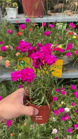 10h trung Loài hoa chơi được lâu năm, hoa nở to và đẹp #nhavuonthangan #hoadepbonmua #nhavuonanthang #caygionghoamuoigio 