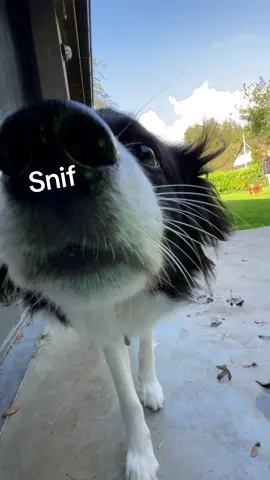 The sniff sniff inspection  #sniffsniff #dog #dogsoftiktok #bordercolliesoftiktok #inspection #dogsitting #clubmiloo #miloo #bordercollie 
