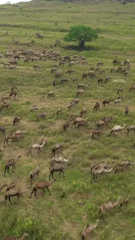 #ظفار_صلاله_سلطنة_عمان 