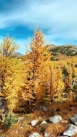 The larches are larching!✨🍯🍂  #calgary #banff #larches #larchhike #leafpeeping #fallfoliage 