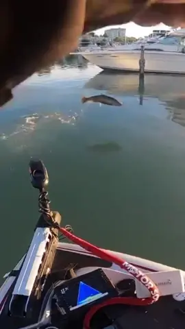 This Salmon went CRAZY! 