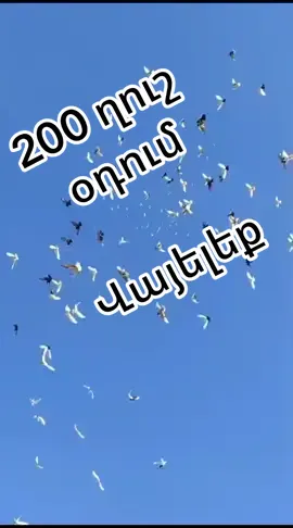 200 ղուշ օդում ։ Նայեք  և վայելեք։ #голубь #голуби #ղուշ #pigeon #xalaviz #աղունիկ 
