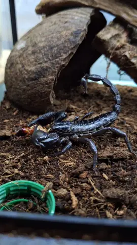 Heterometrus silenus w akcji😀 #wildlife #wildanimals #koszmar  #pasja #zajawa #photo #photography #animals #animal #heterometruspetersii #heterometrussilenus #scorpio #skorpion #beautiful #cool #good 