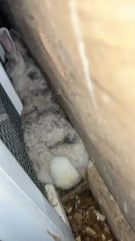 #bunnies #babybunnies #homestead #chicken #chickencoop 