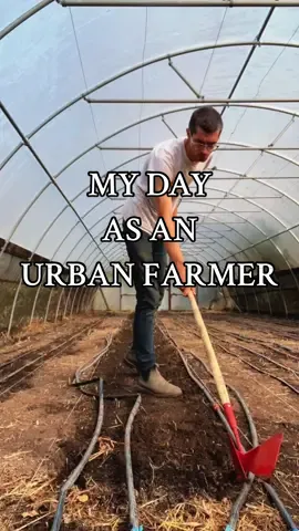 A day of urban farming at @Franklinton Farms ! Planting spinach, harvesting lettuce, and saying hey to the friendly neighbohood cats. Give the new farm account a follow to see more of what we’re up to!👨‍🌾🥬🐈🐈‍⬛#franklintonfarms #urbanfarming #urbanfarm #harvest2024 #franklintonohio
