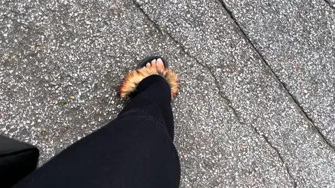 #สโลว์สมูทสปีดสโลว์capcutvelocity #สโลว์สมูท #furslides #tiktokshop 