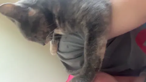 #kitty #cat #cute 