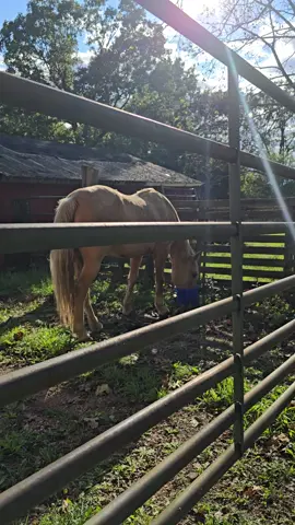 Honey is that 1 horse for a lot of us.