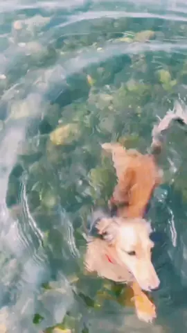 #泳ぐ犬 #ダックスフンド #相模川 