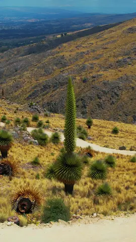 Puya de Raymondi o Titanca, ver florecer una de ellas es todo un espectáculo, florecen aproximadamente cada 100 años para luego terminar su ciclo de vida. #puyaderaymondi #titanca #florecer #floraperuana #ayacuchoperu #maravillasdelanaturaleza