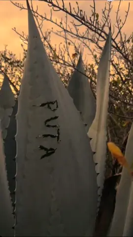 🤠instagram:carlos_edward3 #fyp #VicenteFernandez #laleydelmonte🐴 