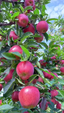 Good Day ! Apple Day !!🍎🙀😱#fruits #foryou 