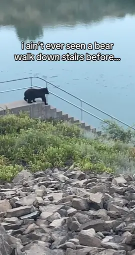 #fyp #nature #newmexico #bear #brownbear #animallover #naturelover #getoutside 