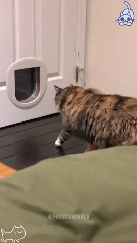 The last one…cowardly cat#cat #catsoftiktok #foryou #fuuny #foryoupage #funnycat #fypシ゚viral #fuunyvideo 