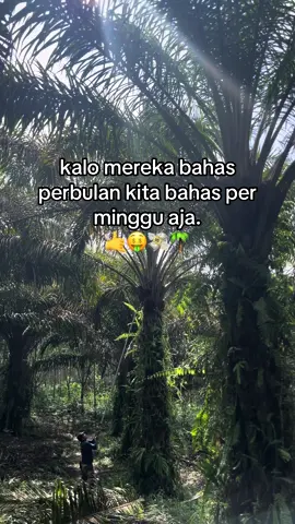 #sawit🌴 #sawittiktok🌴🌴🌴 #fyp #foryou #petanisawitsukses #riau #pekanbaru #petanisawit 
