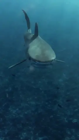 #sharke #sharkdiving #sharkfishing #greatwhitesharkfacts #greatwhitesharkweek #greatwhiteshark #sharkeatsshark #sharkvsshark #shark #sharkysharkshark #sharkattackshark #sharkattak #sharkbait #sharks #sharkfamily #sharkshark #sharkbaby #_____shark #_shark #shark? #sharkweek #sharkteeth #sharktok #sharklover #sharkattack #sharkchallenge #aggressiveshark #greywhiteshark #greatwhitessharks #greatwhitesharkcagediving #swimmingwithgreatwhitesharks #greatwhitwshark #greatwhitesharksfordays #greatwhitesharkclub #greatwhitesharkedit #greatwhitesharksleeping #greatwhitesharksighting #greatwhitesharkawareness #greatwhitesharkamerica #greatwhitesharkencounters #greatwhitesharkmovie #greatwhitesharkdiving #strandedgreatwhiteshark #greatwhitesharkbeached #great_white_shark #greatwhiteshark? #sharkwhitegreat #greatshark #greatwhite #greatwhitesharkuk #greatwhitesharkboat #babygreatwhiteshark #greatwhitesharklover #greatwhitesharkattack #greatewhiteshark #thegreatwhiteshark #agreatwhitesharrk #greatwhitesharshark #greatwhitesharks #fishsharkattack #sharkss #sharksofinstagram #sharktiktok #sharkidnikki #sharkspecialinterest #mamashark #sharktour #sharkeggs #fortniteshark #whiteshark #megashark #sharkvideo #______shak #sharkedit #sharksarefrends #shark_ #sharkfin #sharksoftiktok #landbasedsharkfishing #oceanicwhitetipshark #sharkprank #sharkstrike #hornshark #sharkawareness #dogfishshark #sharkhunt #banjoshark #biggestshark #sharklife #sharkmovie #bigshark #mommyshark #sharkcagediving #sharkfacts #sharktagging #zebrashark #reefshark #sharkallies #droneshark #sharkhunting #sharkcage #sharkmeme #sharkbiology #sharklovers #sharkdanger #makoshark #sharkcontent #sharkeatshark #shark% #sharksharksharks #sharksharkshark #megalodon #tigersharks #sharkart #sharkdiver #lemonsharks #sharkencounter #sharkyear #cutesharks #sharkbite #oceanlife #tigershark #swimwithsharks #tigershark roll 🦈 #sharky #America #USA #foryou #foryoupage #fyp #tiktok #viral # fogofomo #rescuesharks #greatwhites #blacktipshark #hammerhead #orcashark #saveshark #blueshark #blacktipreefshark #greenlandshark #goblinsharks #orca #hammerheadshark #greyshark