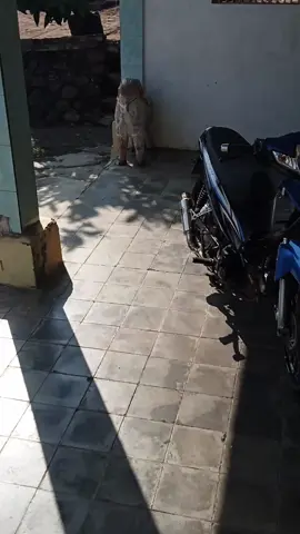 🤙🏻###foryou #kwbgank🚀 