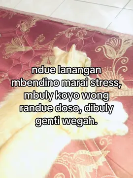 cukup tau#fotolive #xybcafyp #lewatberanda #salatiga24jam #foryu #fypdongg 