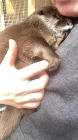 This was 100% as magical as it looks #holdinghands #otter #babyotter #imhismom 