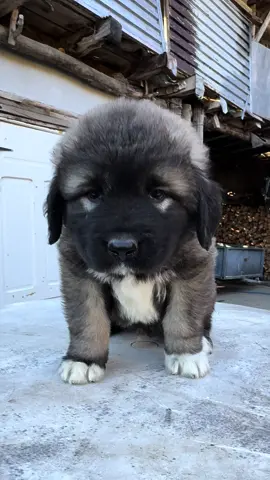 Constantine Monte De Shar 42 Days Old #caucasianshepherd #caucasianshepherddog #puppylove #livestockguardiandog #caucasianovcharka #pastoredelcaucaso #puppy #puppies #dog 