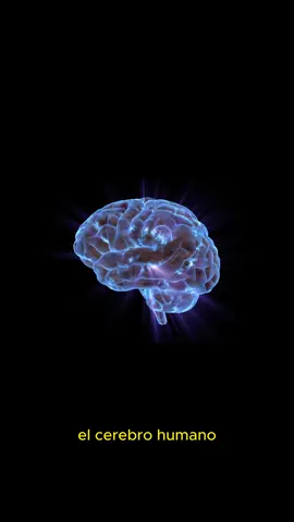 ¡El cerebro, una fábrica de electricidad! ⚡ Tu cerebro produce más impulsos eléctricos que todos los teléfonos juntos. #mundocurioso #sabíasque