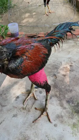 Kỹ niện tía hoạt hình … có lẽ nhiều năm nữa với thấy dc con gà toàn diện như em nó .. đương thời cầm em nó đi chinh chiến thì đúng là bản hết số của gà chọi vn 1102 …chỉ còn là kỷ niện ae ngắm vui 