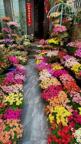 #flowers #foryou #tiktok #fyp #garden 