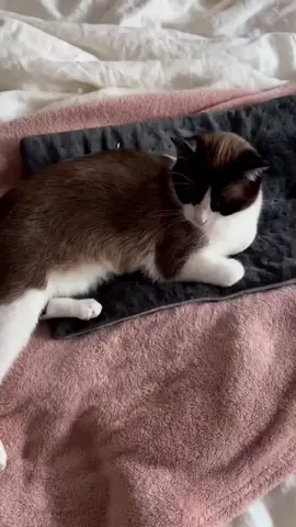 #catburglar Cat Burglar #Cat #kitty 