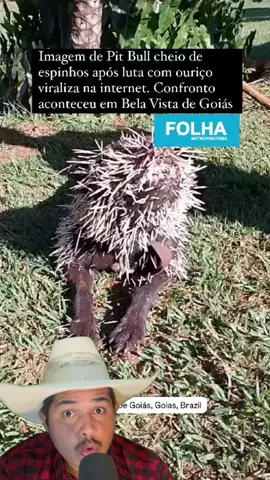 ✅ Cachorro Enfrenta 