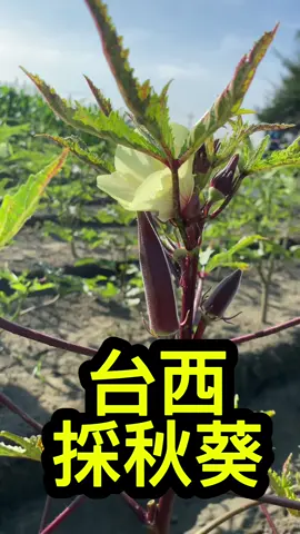 #台西秋葵支持在地小農雲邊農場