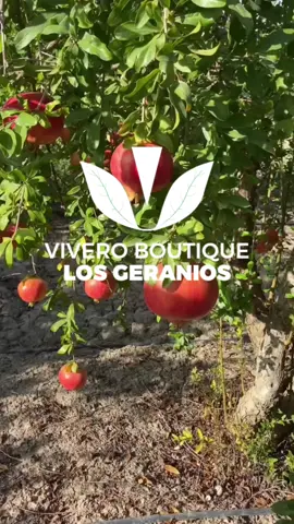 ¡Lleva la increíble granada Wonderful a tu jardín y disfruta de su inigualable sabor y beneficios! 🍃🍊 La granada Wonderful es famosa por sus jugosas semillas rojas y su delicioso sabor agridulce. Esta fruta no solo es deliciosa, también es rica en antioxidantes, vitamina C y fibra, perfecta para mejorar la salud cardiovascular y fortalecer tu sistema inmunológico. 💪✨ Ideal para consumir en ensaladas, jugos o como snack saludable, la granada es un superalimento que no puede faltar en tu dieta. Además, es una planta de fácil cultivo, ideal para climas cálidos y secos, lo que la convierte en una excelente opción para cualquier jardín. 🌞🌿 En el vivero Los Geranios, tenemos plantas de granada Wonderful listas para enviar a todo el Perú. 🌍🚛 ¡Empieza tu propio cultivo de esta maravillosa fruta y disfruta de sus beneficios frescos en casa! 🌳Ubicación: Visítanos en Psj. Santa María 291 - Chincha Alta,  🌳Horario: lunes a sábado, de 9 AM a 12 PM y de 2 PM a 6 PM 🌳Envíos: Ofrecemos envíos a todo el Perú 🇵🇪🚚 ¿Cotizaciones? 📱 al 981 558 173. ¡Te llevamos la naturaleza a casa! 🚚🌼 Haz tu pedido hoy y transforma tu jardín con esta fruta exótica y saludable. 🍃✨ #GranadaWonderful #SuperAlimento #ViveroLosGeranios #PlantasPerú #SaborSaludable #CosechaEnCasa #CultivaBienestar