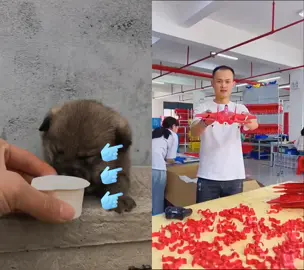 #dog #pets #fypシ゚viral #toys 