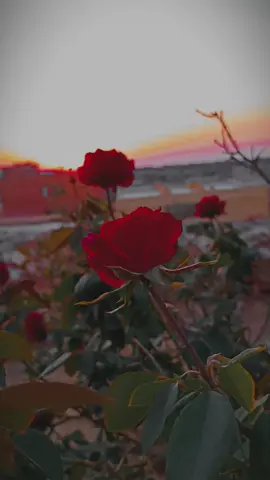 أنت الشجاع أنت الهصور..❤️‍🩹 #explore #ادلب_حمص_حلب_شام_درعا_حماة #سوريا_تركيا_العراق_السعودية_الكويت #اكسبلور #مصمم_فيديوهات🎬🎵 #muh__amad #ادلب 