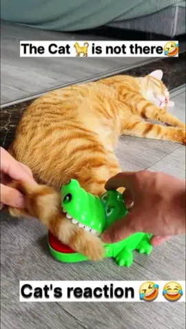 Cat's reaction 😅 🤣 #cats #catsoftiktok #cutecat #funnycat #catsvideo #fyp 