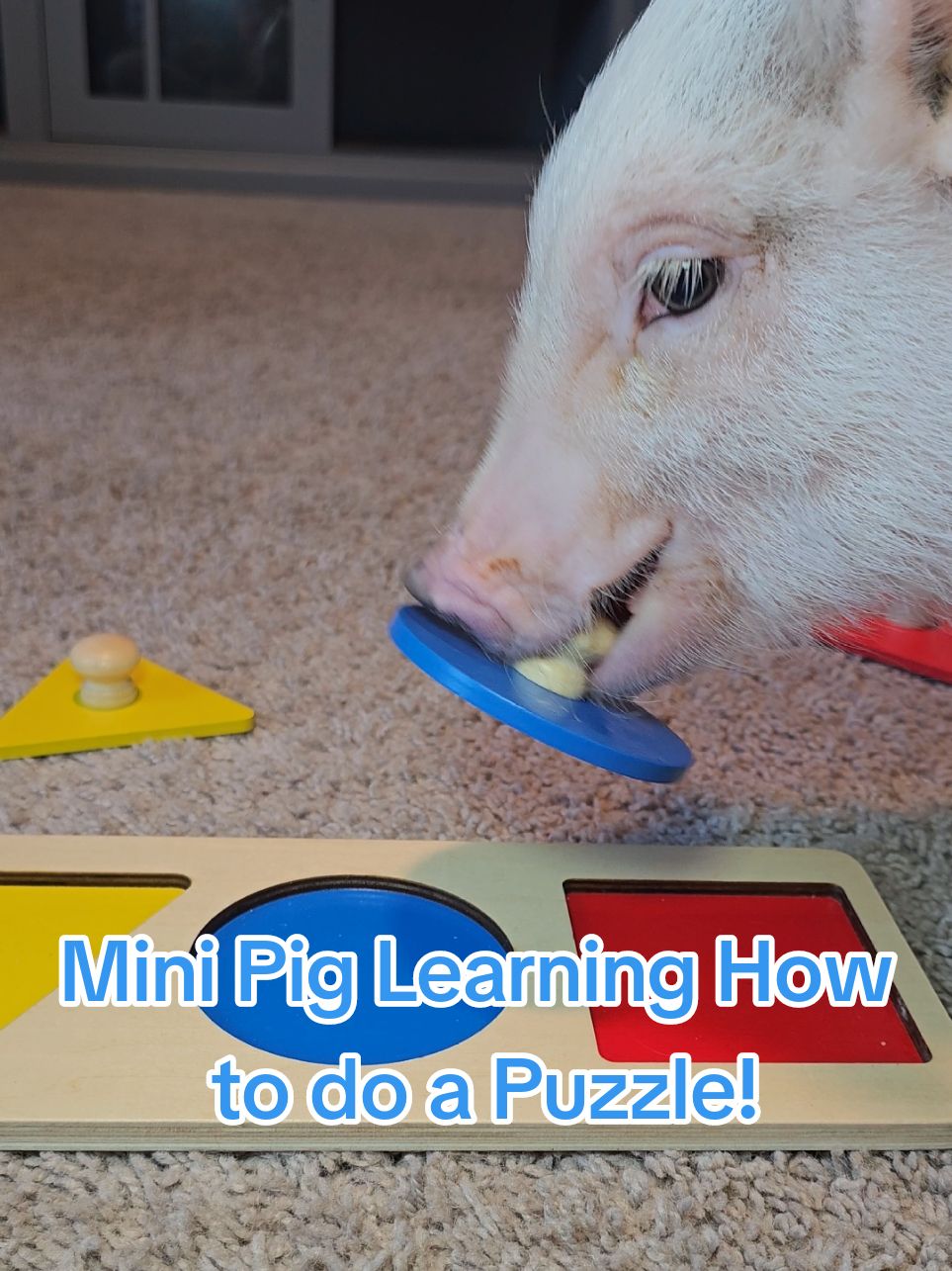An update on how pig puzzle training is going! She's got the general concept down, she just doesn't have the patience to wait for a Cheerio until AFTER the step is completed 🤣 #zeldatheminipig #cutepigs #minipigs #happypig #pigasmr #tinypigs #pigdoingpuzzle #smartpig 