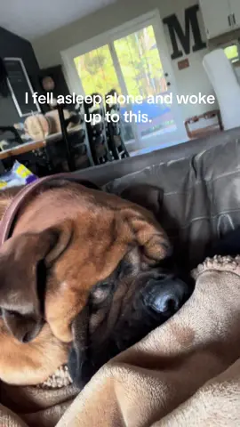 Layed down by myself with a migraine and woke up to this. They move in stealth mode. I never felt them and Louis somehow holds his weight off of me. I love them ♥️ #velcrodog #giantbreed #bigdog #englishmastiff #mastiffsoftiktok #spoileddog #adayinthelife #englishmastiffsoftiktok 