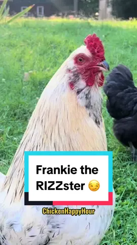 Just call him Frankie the RIZZster 😏 #rooster #rizz #funnyanimals #chickens #chickensoftiktok #backyardchickens #chickentok #chickenhappyhour audio: @Bad Daddy  