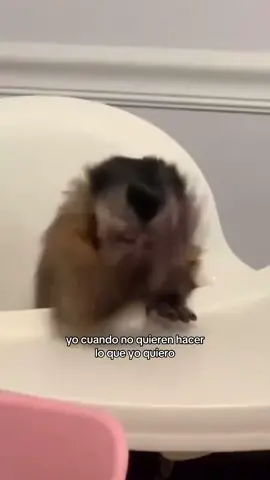 😡 #monkey #monitos #changuitos #fyp #fyppppppppppppppppppppppp #comedia #meme #daismined 