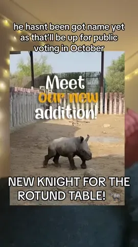 your votes have been counted and the first new Knight of the Rotund Table has officially been chosen! #huahua #moodeng #pesto #knights #babyanimals #chonky #dubai #rhino #hehua #panda #penguin #hippo 